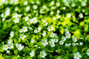 Zioła na poprawę pamięci. Efektywność suplementacji Bacopa monnieri